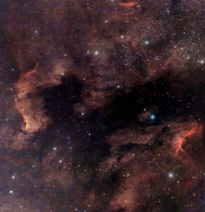 Пеликан Северная Америка