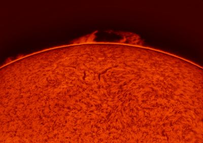 Сфинксы 03.07.2022