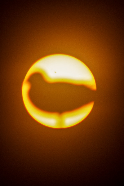 A Seagull Against the Sun - Astrophotography
