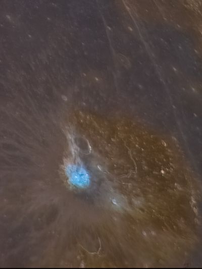 Аристарх в цвете