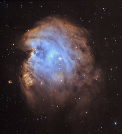 Голова обезьяны