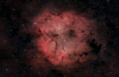 Хобот слона