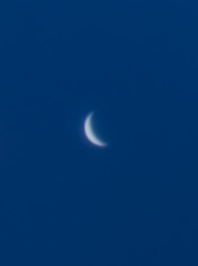 Дневная венера