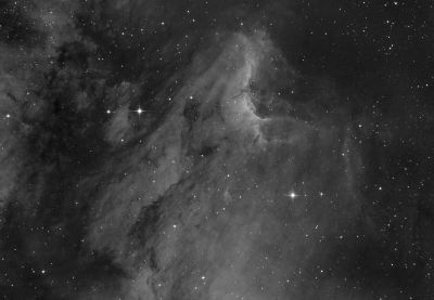 A Midsummer Night's Pelican