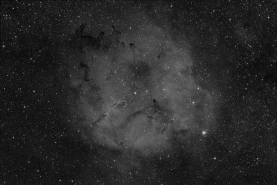 ELEPHANT TRUNK IN Ha