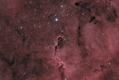 Хобот слона