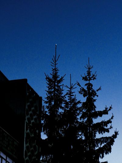 Венера над ёлкой