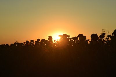 Солнце в подсолнухах 