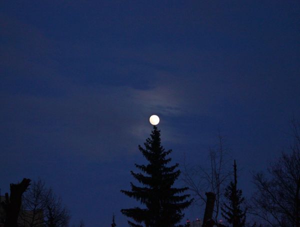 New Year's tree - Astrophotography