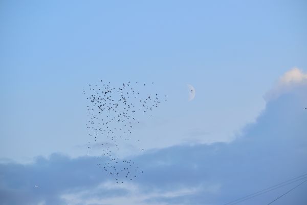 A flock of starlings against the Moon - Astrophotography