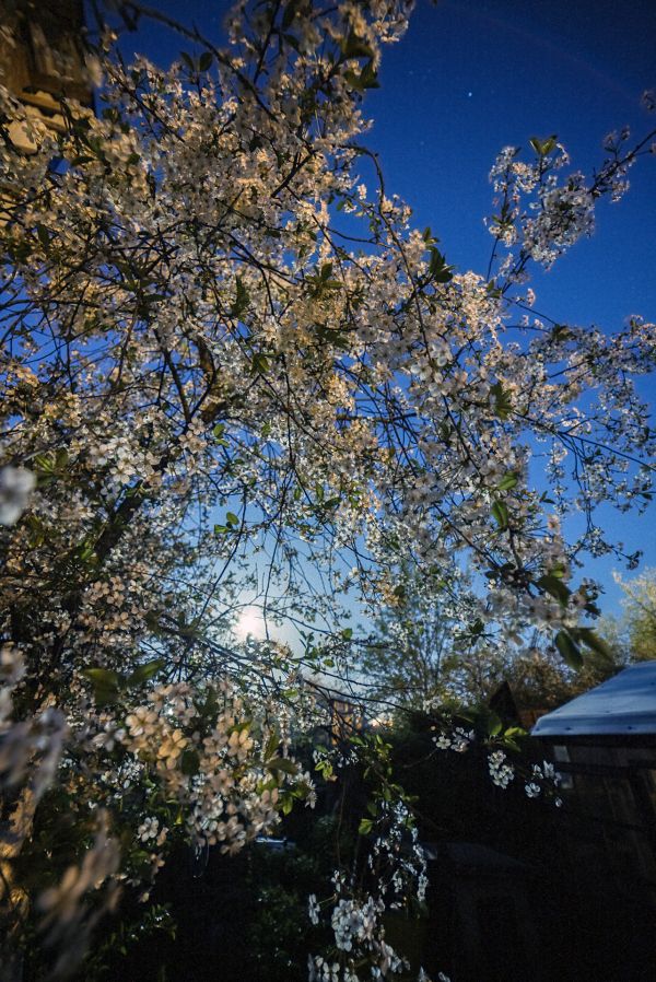 Moon & Cherry blossom - Astrophotography