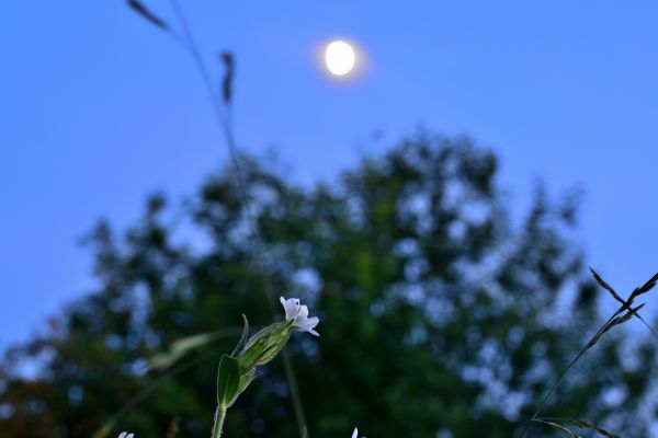 Flowers. Moon. Summer evening. 20.06.21 - Astrophotography