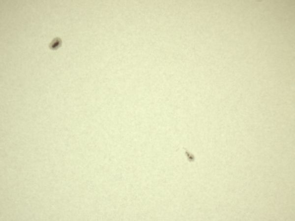 The Sun - Astrophotography