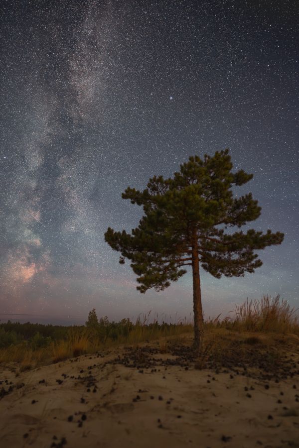 The lonely pine - Astrophotography