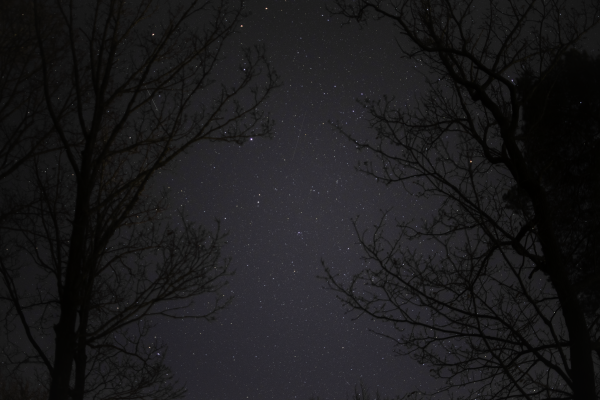 Stars above the forest in Germany. - Astrophotography