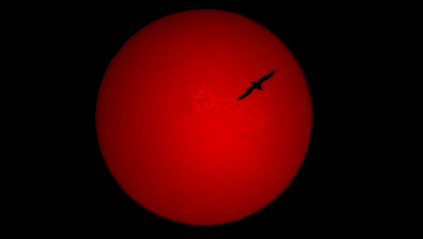 The Sun in H-Alpha, May 12, 2019 - Astrophotography
