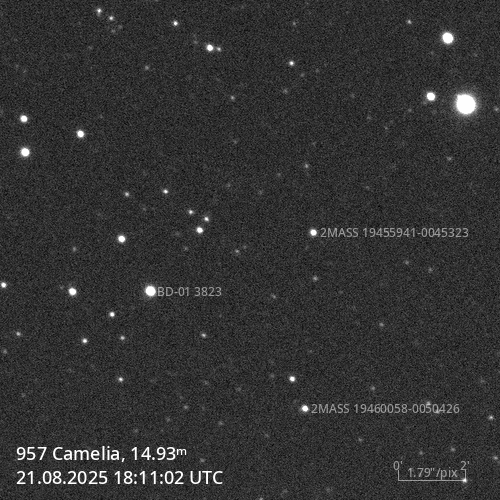 (957) Camelia - Astrophotography
