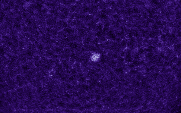 2020.10.25 Sun AR CaK (color) - Astrophotography