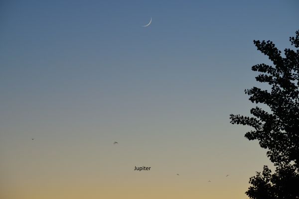 Conjunction of the thin Moon (+4%) and Jupiter (+flock of birds), 28.05.25 - Astrophotography