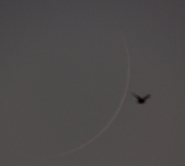 A bird flies past a 2.6% illuminated Moon. A single frame from a video. - Astrophotography