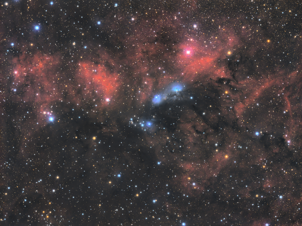 Nebulae vdB131-132 and surroundings, Cygnus - Astrophotography
