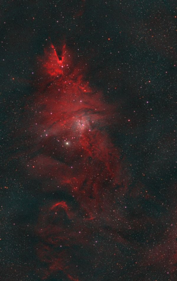 NGC 2264 Christmas Tree Cluster on Christmas Night - Astrophotography