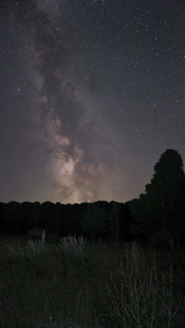 Milky Way over a birch forest - Astrophotography