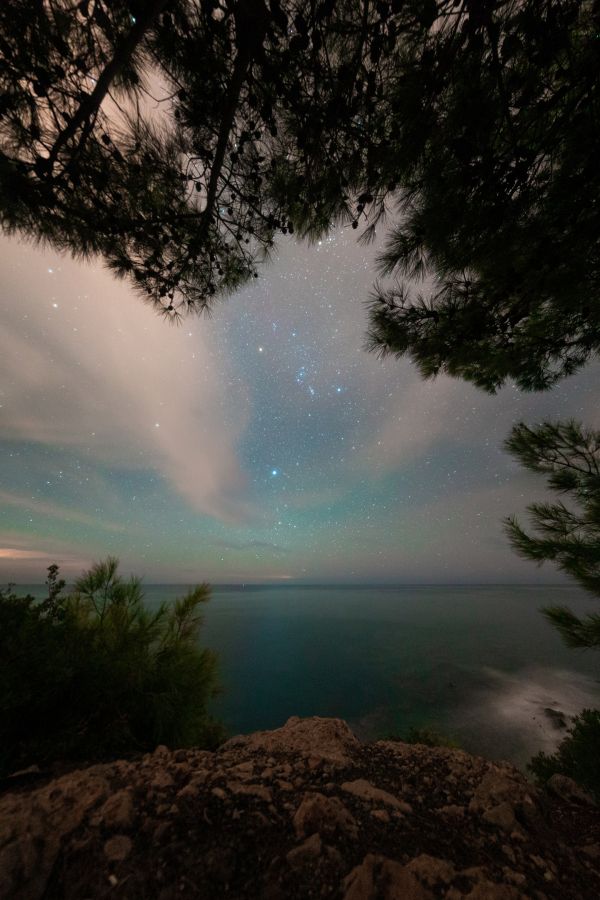 Pines, sea, Orion - Astrophotography
