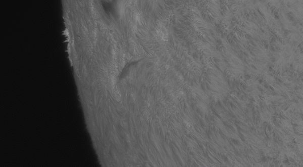 Animation of an active region beyond the limb. 29-03-2025 - Astrophotography