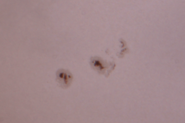 Sun, July 20, 2016 - Astrophotography