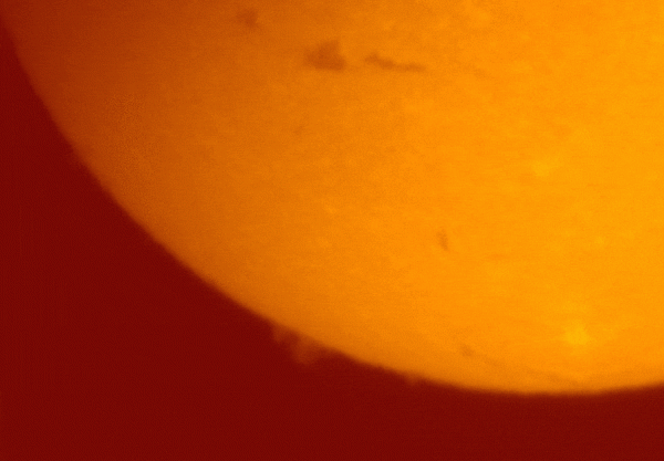 A Seagull in front of the Sun in H-alpha - Astrophotography