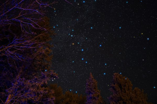 Starscape above the trees! - Astrophotography