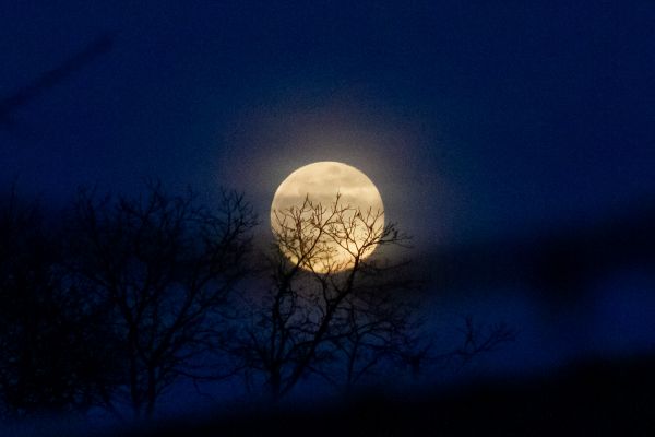 The Moon behind tree branches - Astrophotography
