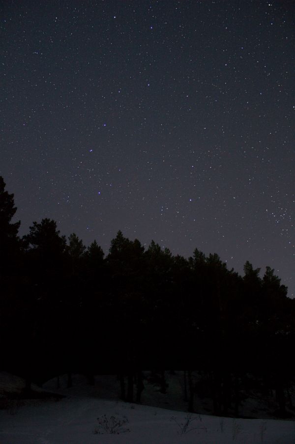 Forest under the starry sky - Astrophotography
