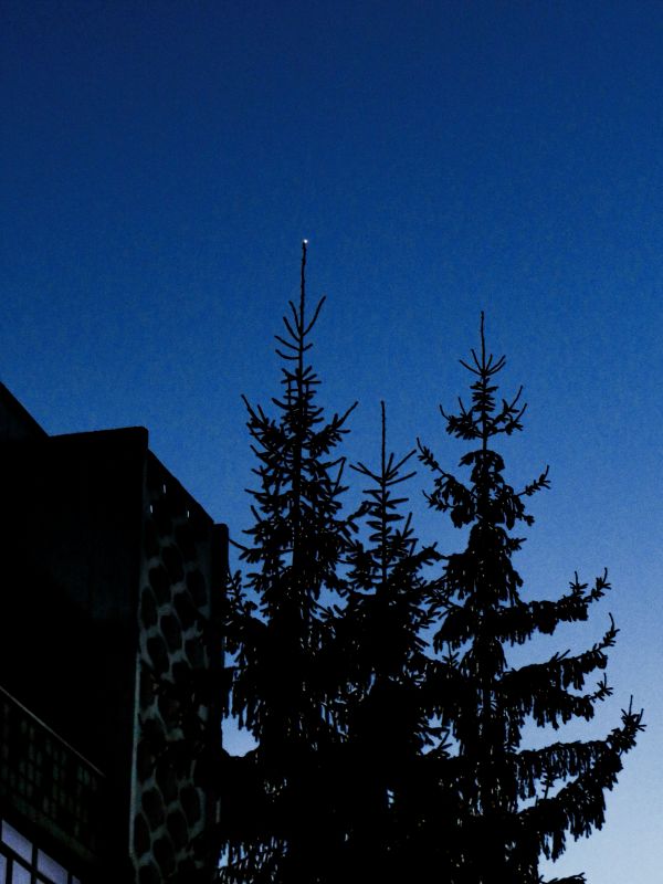 Venus above the Christmas tree - Astrophotography