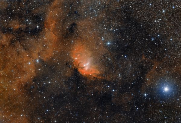 Tulip in bicolor - Astrophotography