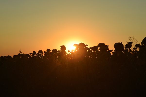 Sun in Sunflowers - Astrophotography