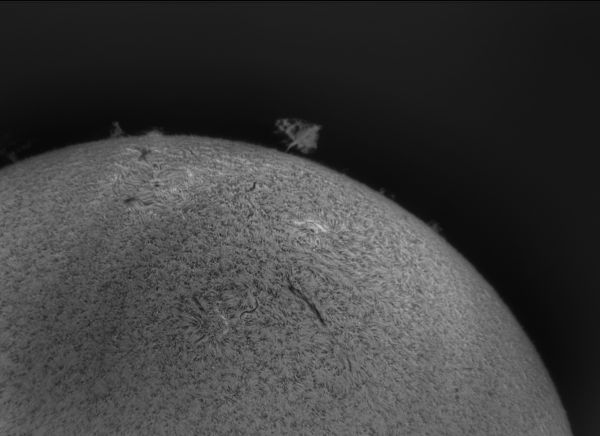 Tree on the Sun 04.06.2022 - Astrophotography