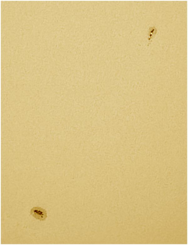 Sunspot groups on May 10, 2019. - Astrophotography