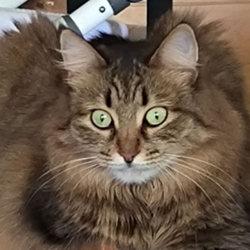 Astrophotographer poppy8micro